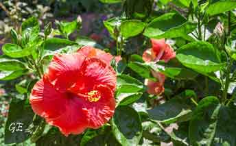 Taormina_parken_hawaiirose