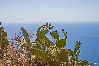 Taormina_trapp_til_Castelmola_kaktus