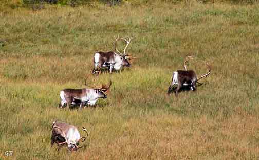 Reinsdyr_ved_Karistova