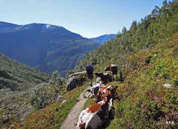 Skaala_Grete_og_kuer