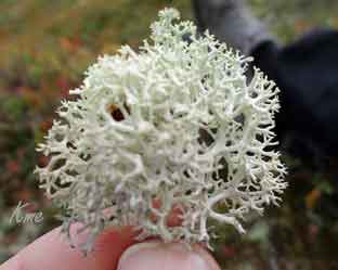 Avlundkampen_reinlav