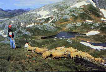 Hjelmeland_sauegjeting