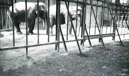 Kobenhavn_Zoo_elefanter