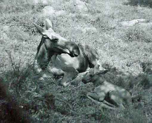 Sverige_Gothenburg_Slottskogen_