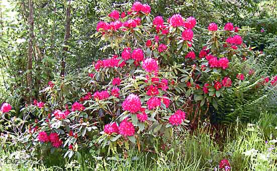 Aalesund_Emblemsvaagen