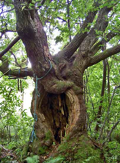 Aalesund_Emblemsvaagen_trolltreet