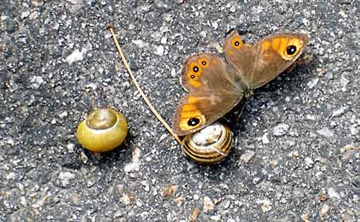 Aalesund_sommerfugl_og_snegler
