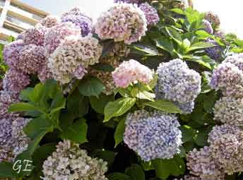 Frankrike_Biarritz_hortensia