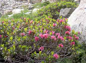 Frankrike_Pyrineene_blomster