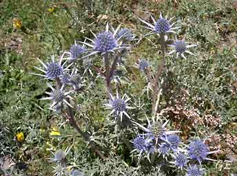 Spania_Aragon_Ibon_tistler