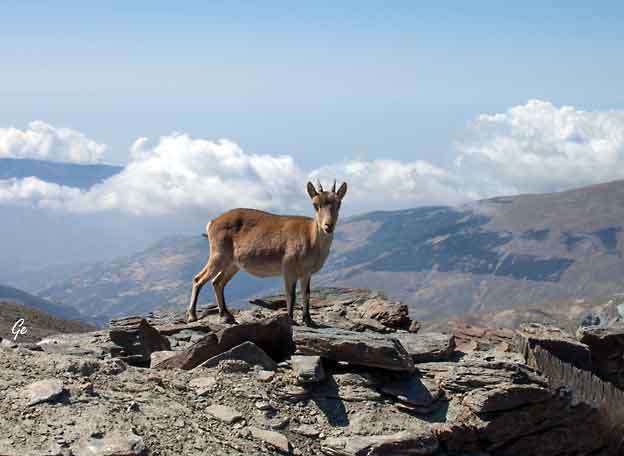 Spania_Sierra-Nevada_Mulhacen