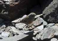 Spania_Sierra-Nevada_Mulhacen