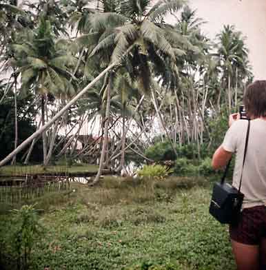 Sri-Lanka_Ceylon_Hikkaduwa_palmeklatring