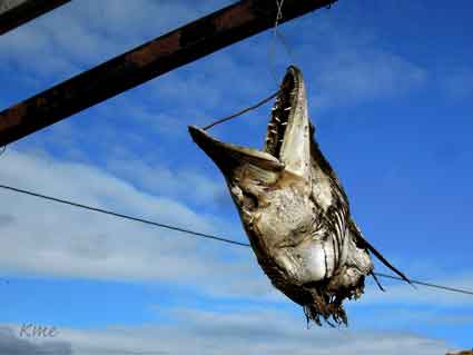 Tufsingdal_Hodol_gjedde