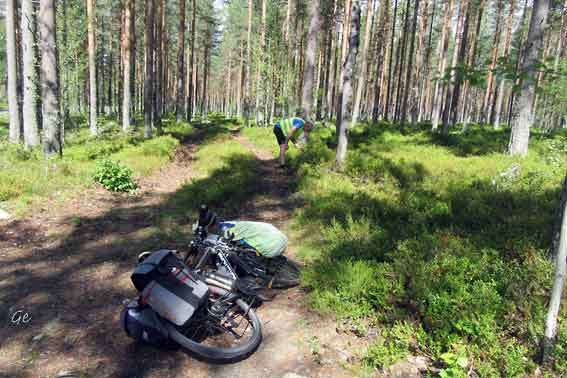 Rena-Elverum_blueberry