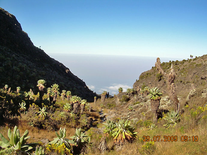 Tanzania_Barranco_kaktus