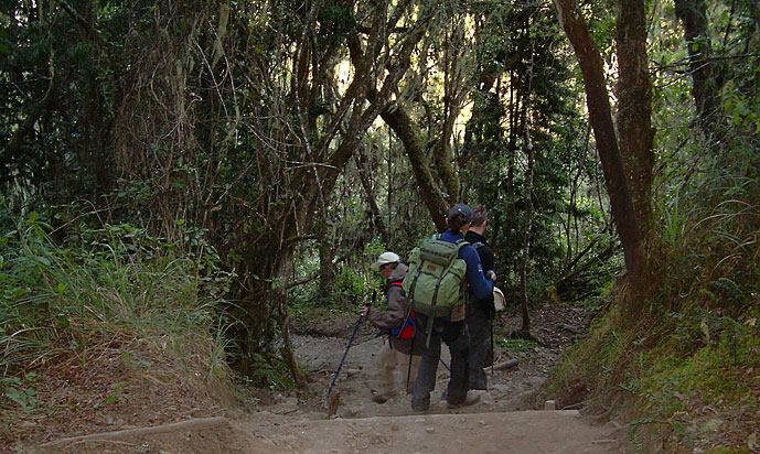 Tanzania_Kilimanjara_nede_i_regnskogen