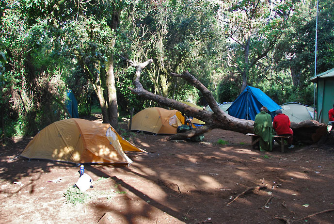 Tanzania_Kilimanjaro_Mti_Mkubwa
