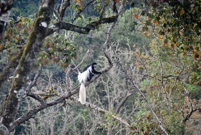 Tanzania_Kilimanjaro_black_and_white_colobus