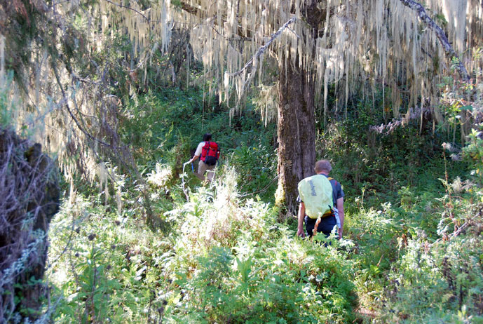 Tanzania_Kilimanjaro_urskog