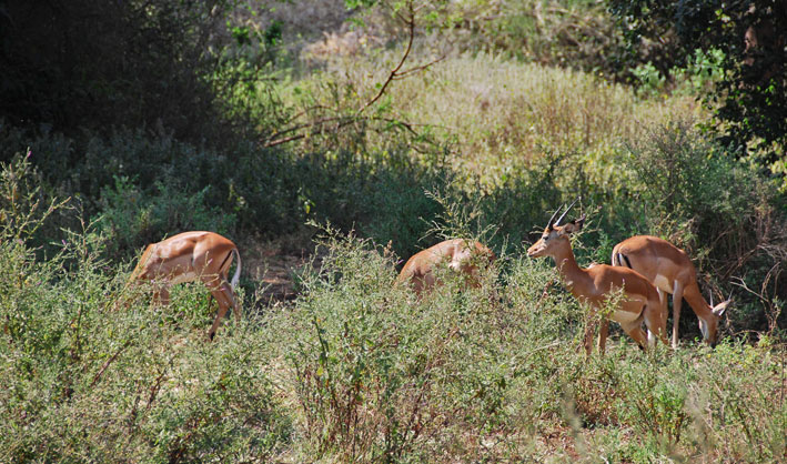 Lake_Manyara_antiloper