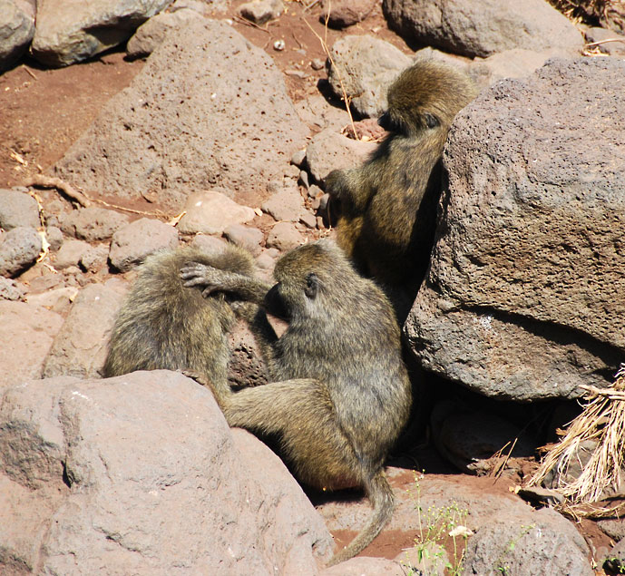 Tanzania_Lake_Manyara_aper