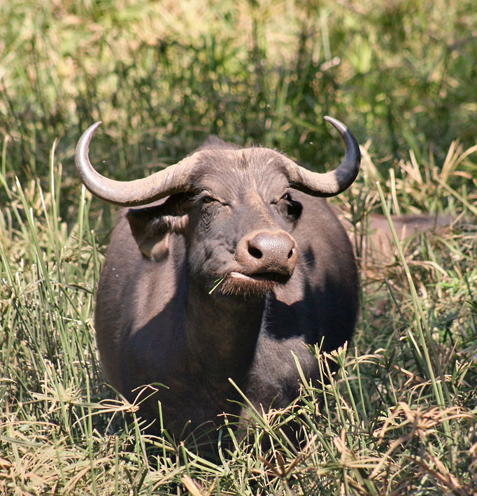 Lake_Manyara_b�ffel