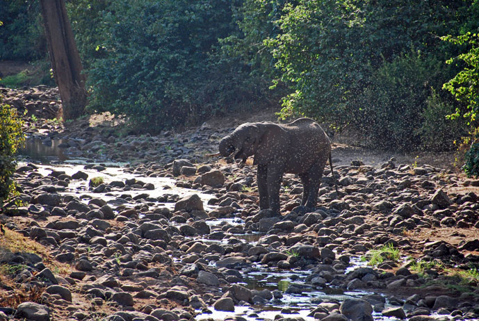 Lake_Manyara_elefant