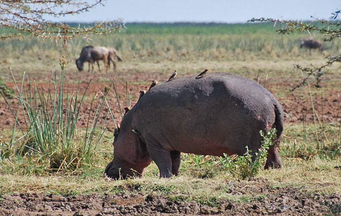 Lake Manyara, flodhest