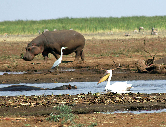 Tanzania_Lake_Manyara_flodhest_og_fugler
