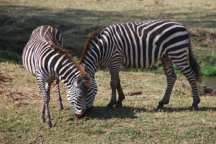 Lake_Manyara_sebra