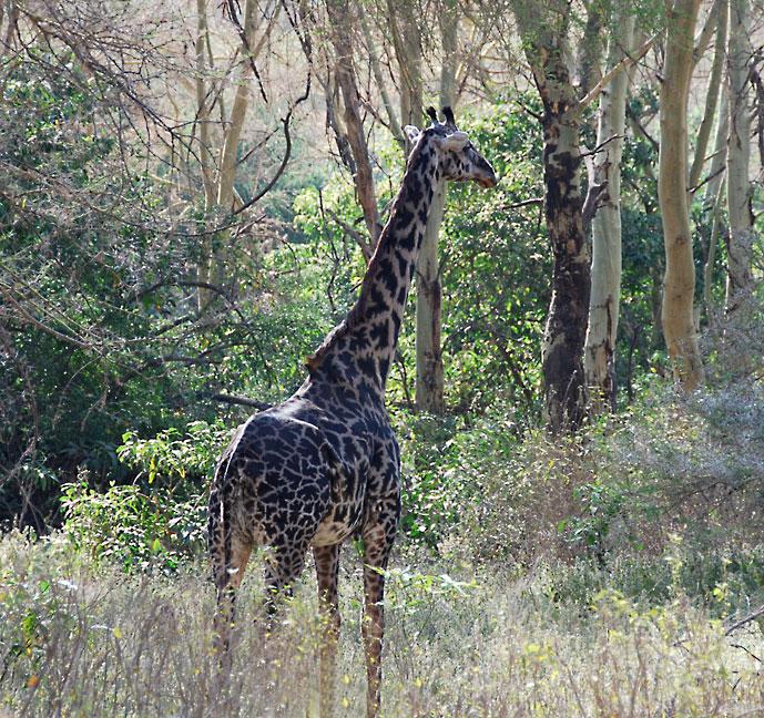 Lake_Manyara_sjiraff