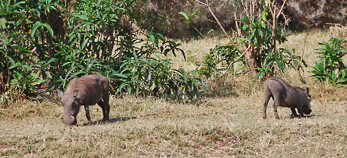 Lake_Manyara_vortesvin