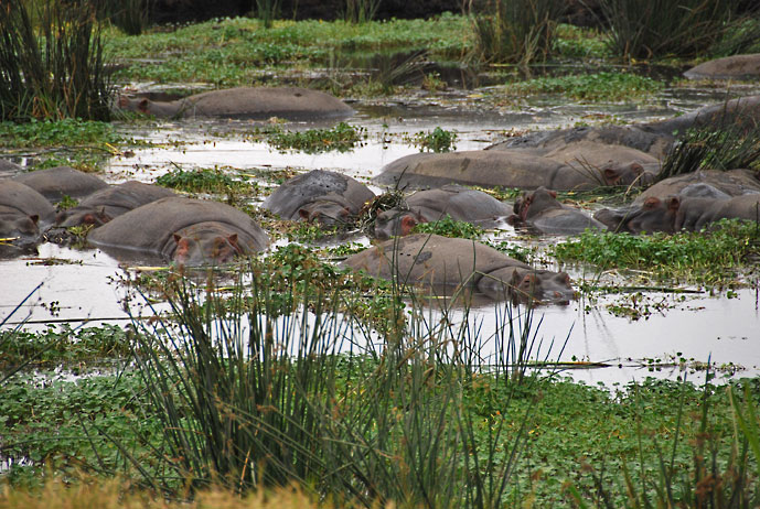 Tanzania_Ngorongoro_flodhester