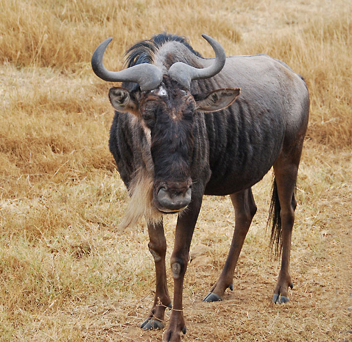 Tanzania_Ngorongoro_gnu