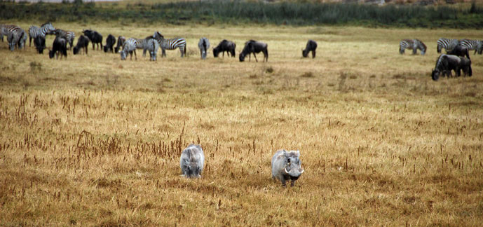 Tanzania_Ngorongoro_vortesvin_gnu_og_sebra