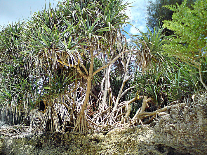 Zanzibar_Nungwi_mangroveskog