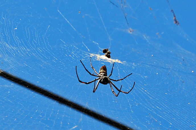 Zanzibar_Stone_Town_edderkopp