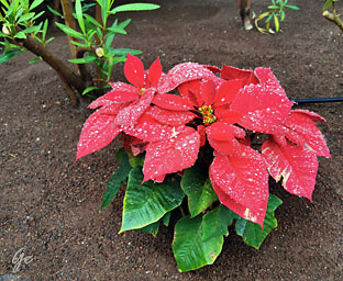 Tenerife_Riu-Buenavistad_julestjerne