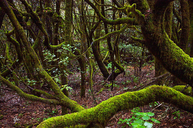 Gomera_Parque-Nacional-de-Garajonay