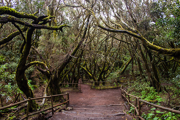 Gomera_Parque-Nacional-de-Garajonay