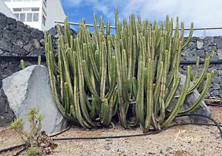 Tenerife_kaktus