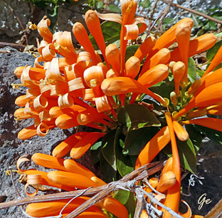 Tenerife_Riu-Buenavista