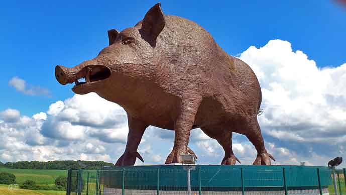 Frankrike_Woinic_villsvin