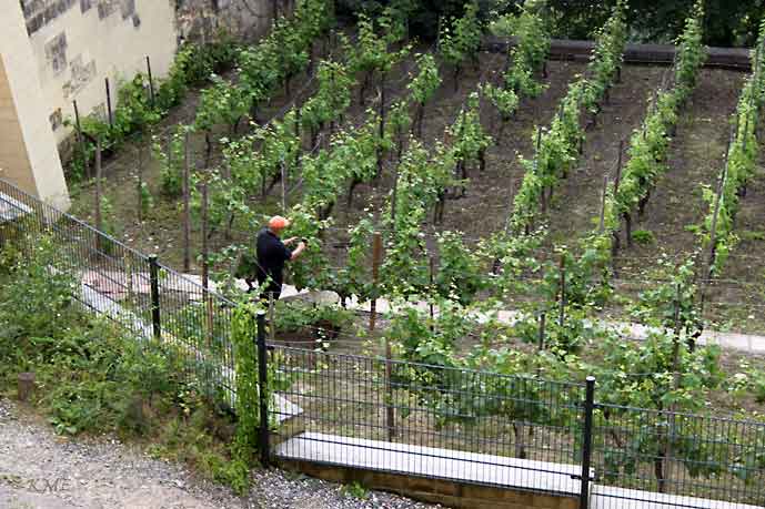 Nederland_Maastricht_ved_grottene_vindruer