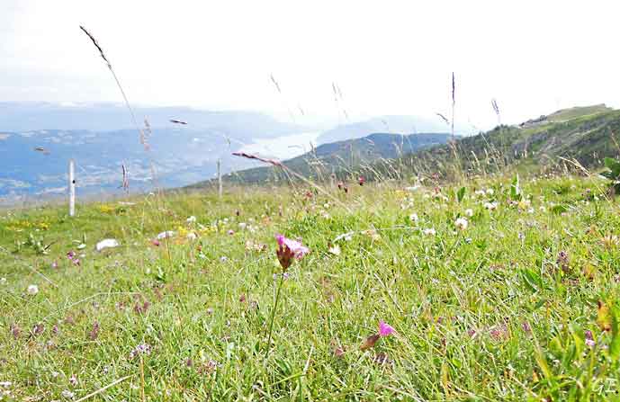 Tour_de_France_Col_du_Grand_Colombier