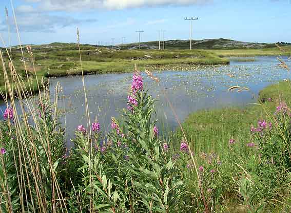 Trondelag_Froya_Titran