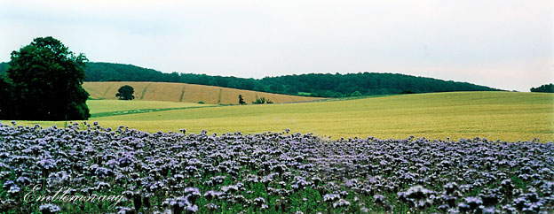 Tyskland_Holsteinske_Schweitz