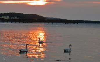 Tyskland_Rugen_Binz_svanebilde