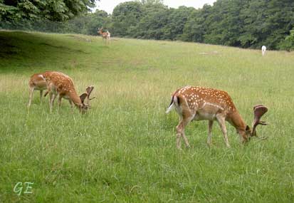 Tyskland_Rugen_Pitbuss_slottsparken
